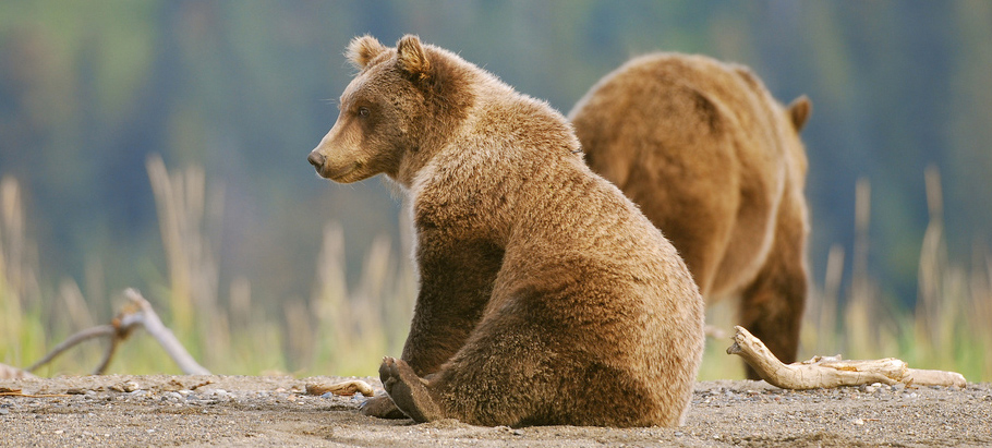 denali bear viewing tours