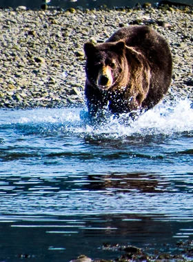 bear running at pack creek