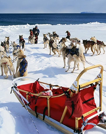 dog sledding at arctic ocean