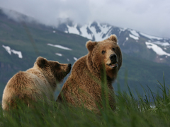 bearviewing