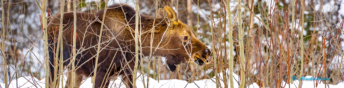 Moose Winter Alaska